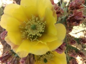 Opuntia