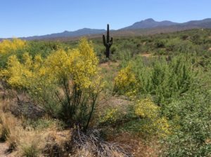 Paloverde in flower