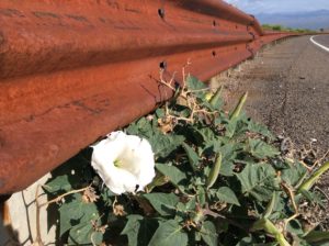 Datura