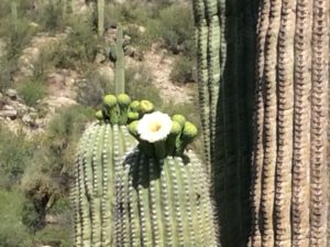 Saguaros in bloom. These things are really just big flowers.