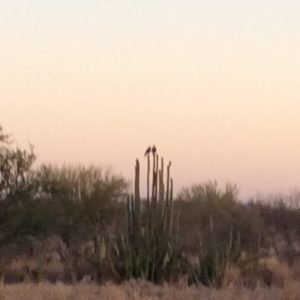 Caracaras