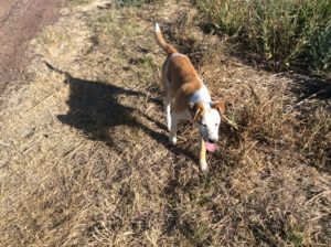 This roadside Perro begged to be pet, just a puppy. 'Bout all I showed him was how friendly the world is and how much fun can be had playing by the highway.