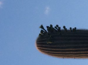 Near camp and the last of the Saguaros. A nice farewell- it was in bloom!