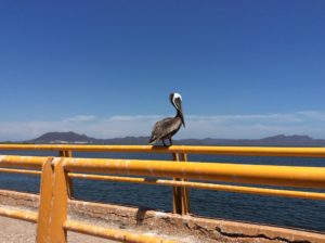 Brown Pelican