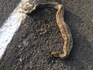 Large constrictor-type snake died on a full stomache. Looks like the tail of a rat sticking out of its mouth.