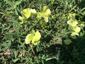 Looks like a downwinder 4-wing salt bush