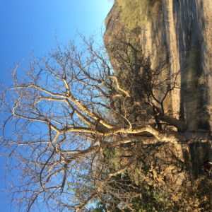 Bursera sp (elephant tree)