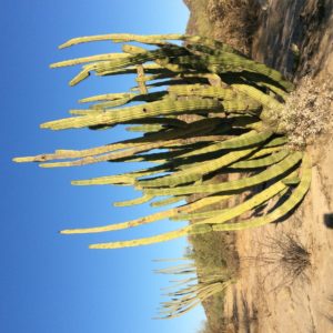 Organ Pipe -type cactus sp.