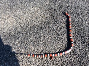More flat fauna. Wondered if this might be a coral snake, but the band order makes it a king snake.