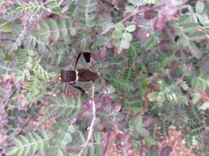 This bug has to be a close relative to Leptoglosis occidentalis that was part of Laurel's master's project