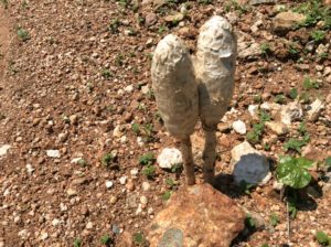 These have to be close to shaggy manes or genus Coprinus