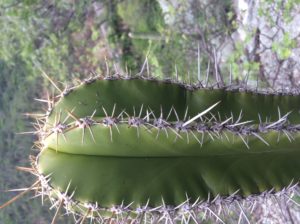 These two grow side by side from N. Sonora to where desert and jungle seem to grow together