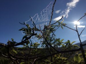 Dewey spider web in the morning.