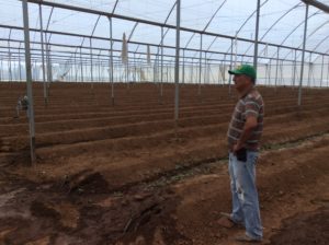 Tomato enclosure