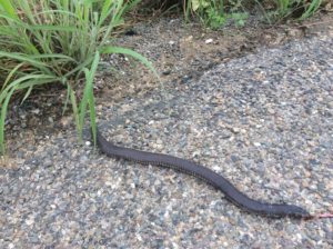 Millipede. Knowing these guys are out there will keep you zipping the bug net of the tent up at night. This one had his tail nipped by a car but seemed ok O.W. 