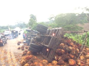 Didn't miss this rollover by much- the upper duels were still spinning when I got there. Still not sure what the fruit is. Might be a variety of lychee or of bread fruit. 