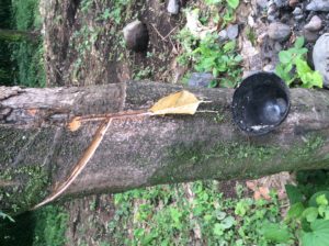 Rubber trees.