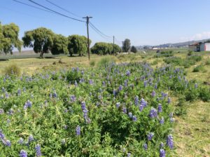 Lupines!