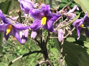 Solanaceae