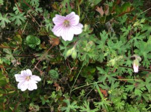 Geranium