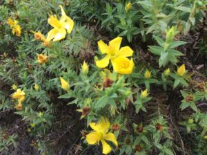 Some counterpoint to shrubby cinquefoil.