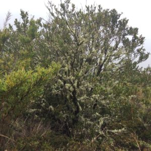 Lichens here could pass or Boreal Usnea hirta