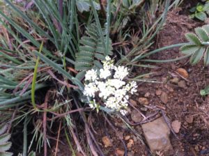 Achillea?