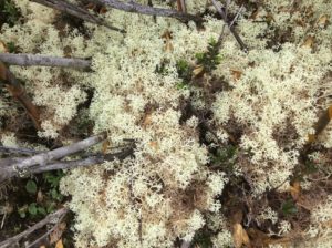 More Reindeer lichen