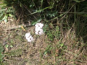 Achillea?