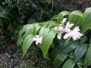 Smilacina Racemosa?