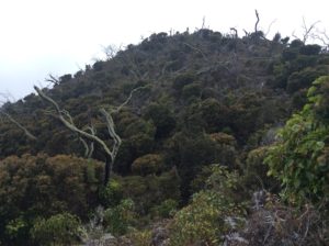 Forest fire remains.