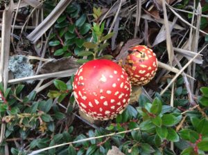 Fly agaric, a poisonous anamita that grows in Alaska and New Zealand.