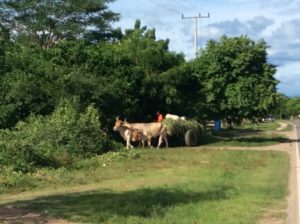 Cows and horse-drawn carts were common in rural Nicaragua.