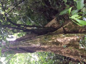 Butressed tree trunks. Walther explained this is an adaptation to give shallow-rooted, but large trees a means of support. 