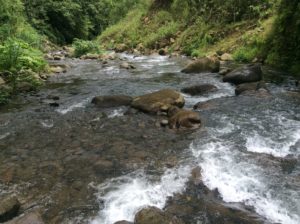 These rainforest streams are ice-cold and actually have species of trout in them.