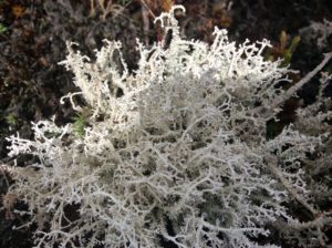 Something comparable to the arctic's reindeer lichen.