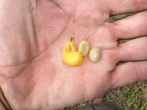 Two beans to a hull. The beans have a sweet mucusy membrane, the removal of which is part of the science and alchemy of making the best coffee. 