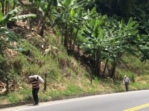 Hauling coffee beans. The trees above are bananas.