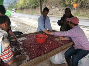 Sorting beans by hand. 