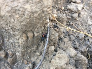 I shared a camp (not the tent!) virtually on the equator with this Andean version of a black widow. Very colorful.