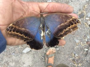 Huge moth