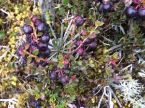 Similar to the Arctic's Lingonberry- they're sweet.