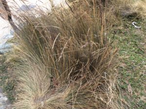 Bromus catharticus