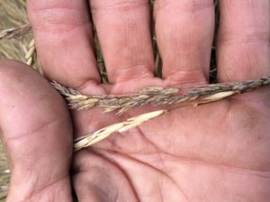 Seed heads of the Bromus