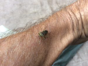 Bioluminescent bug. They were all over the ground the night at San Rafael Falls.