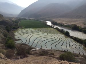 Rice paddies from an extensive irrigation system fed by the Rio Santa.