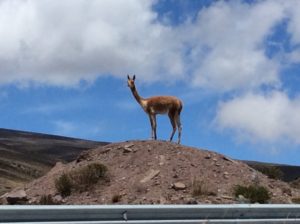 Vicuña.