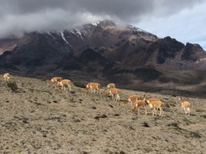 Vicuñas with Chimbo in back.