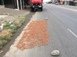 Drying cocoa (as opposed to coca) grown in Ecuador's coastal region.