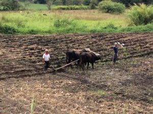 Plowing a field in Ecuador the old fashioned way.